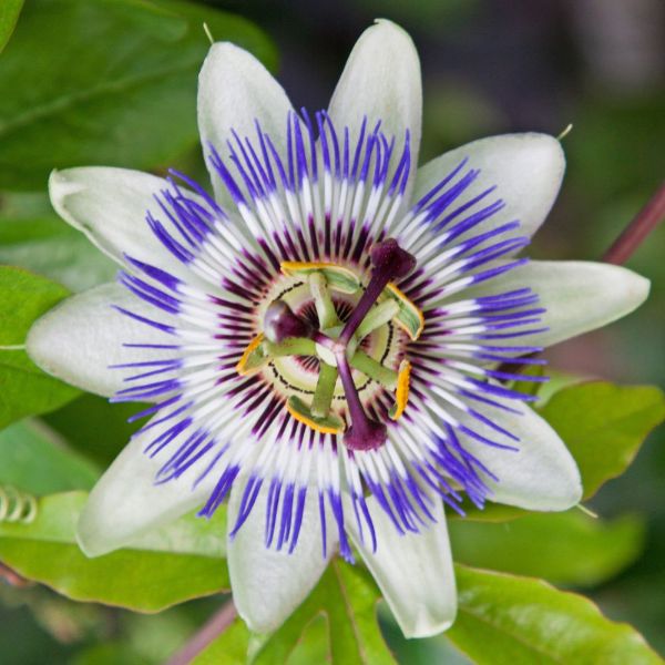 Buy blue passion flower Passiflora caerulea Delivery by Waitrose Garden in association with Crocus