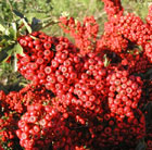 Pyracantha Saphyr Rouge ('Cadrou') (PBR)