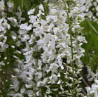 Wisteria floribunda Alba