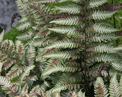 Athyrium niponicum var pictum Japanese painted fern