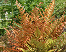 Dryopteris erythrosora buckler fern