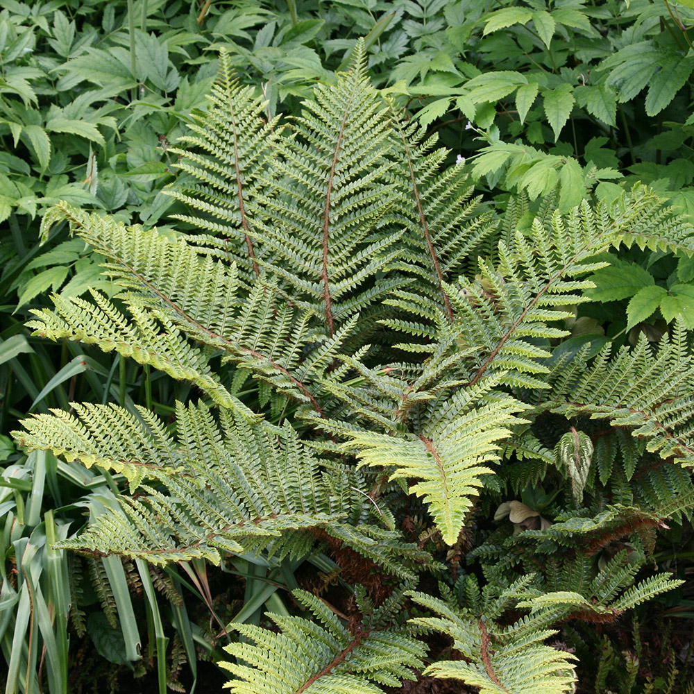 buy japanese tassel fern polystichum polyblepharum delivery by waitrose garden in association buy japanese tassel fern polystichum polyblepharum delivery by waitrose garden in association