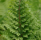 Polystichum setiferum Plumosomultilobum Group