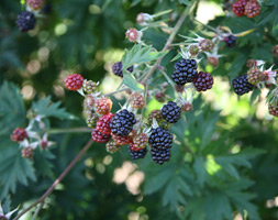 blackberry aposOregon Thornlessapos blackberry Oregon Thornless