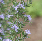 Rosmarinus officinalis Miss Jessopp's Upright