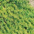 Thymus pulegioides Aureus
