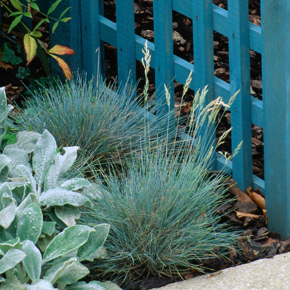 Buy blue fescue Festuca glauca �Elijah Blue� Delivery by