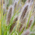 Pennisetum hameln Pennisetum hameln