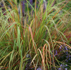 Anemanthele lessoniana