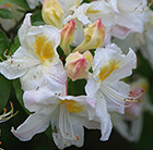 Rhododendron dreamland