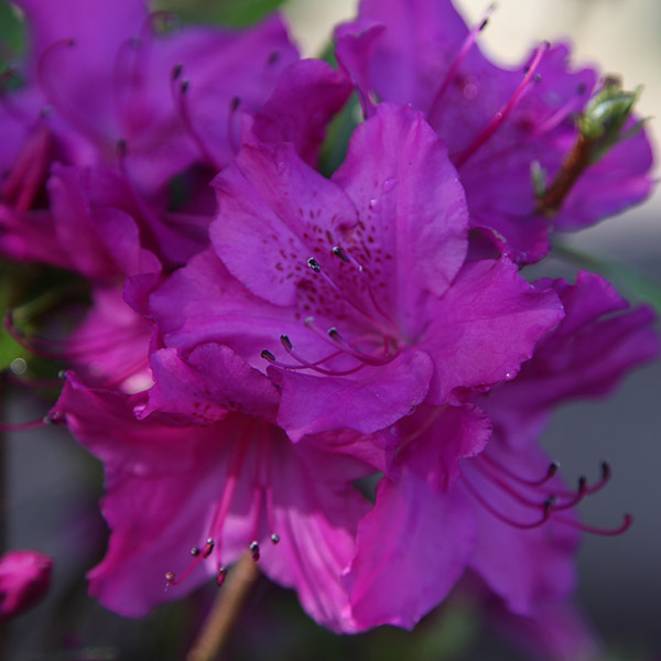 Buy evergreen azalea Rhododendron 'Blue Danube'