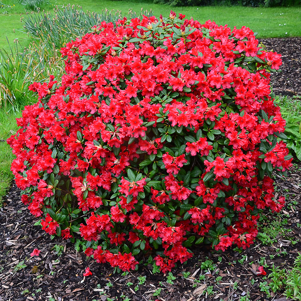 Buy dwarf rhododendron Rhododendron 'Baden baden' Delivery by Waitrose