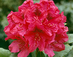 Rhododendron aposLord Robertsapos hybrid rhododendron
