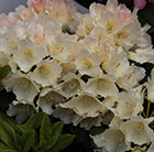 Rhododendron Golden Torch
