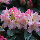 Rhododendron Percy Wiseman