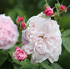 Rosa Fantin-Latour