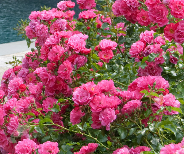 Buy rose Pink Flower Carpet (ground cover rose) Rosa 'Pink Flower