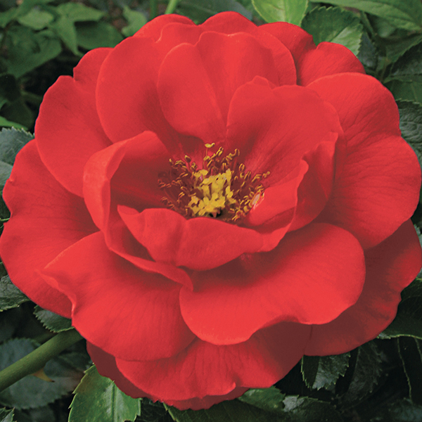 Buy rose Flower Carpet Scarlet (ground cover rose) Rosa 'Flower Carpet