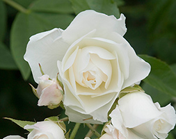 Rosa Iceberg ('Korbin') (rose Iceberg (bush floribunda)) Rosa Iceberg ('Korbin') (rose Iceberg (bush floribunda))