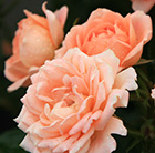 Rosa Sweet Dream ('Fryminicot')