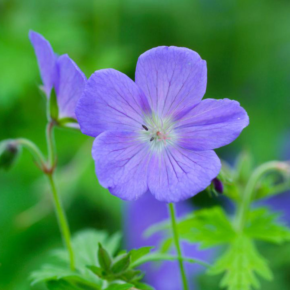 Buy cranesbill Geranium 'Johnson's Blue': Delivery by Crocus