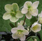 Helleborus × hybridus