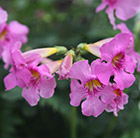 Incarvillea delavayi