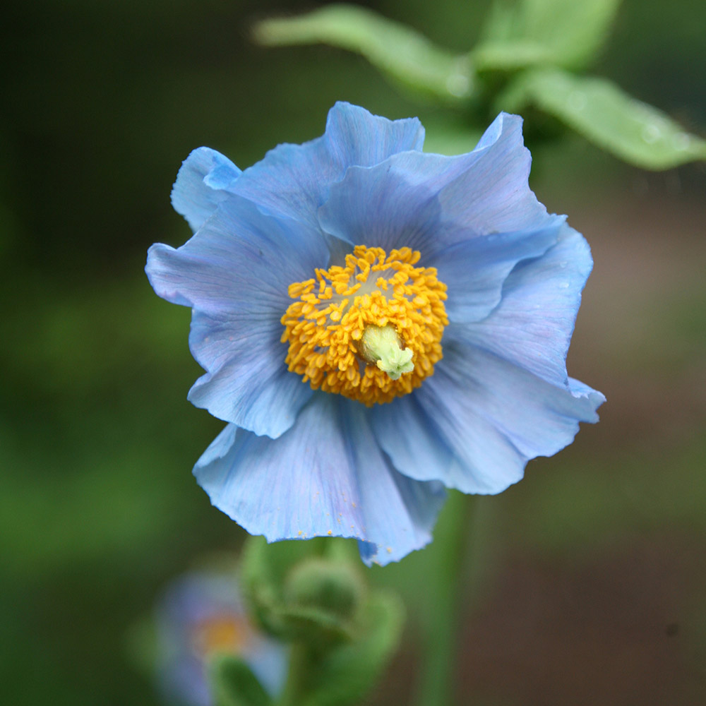 Buy himalayan blue poppy Meconopsis baileyi Delivery by Crocus