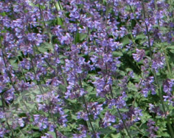 Nepeta racemosa 'Walker's Low' (catnip) Nepeta racemosa 'Walker's Low' (catnip)