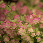 Origanum Kent Beauty