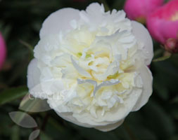 Paeonia lactiflora 'Duchesse de Nemours' (paeony / peony) Paeonia lactiflora 'Duchesse de Nemours' (paeony / peony)