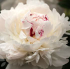 Paeonia lactiflora Festiva Maxima
