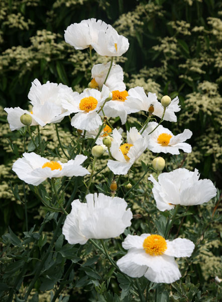 buy tree poppy romneya coulteri delivery by crocus buy tree poppy romneya coulteri delivery by crocus