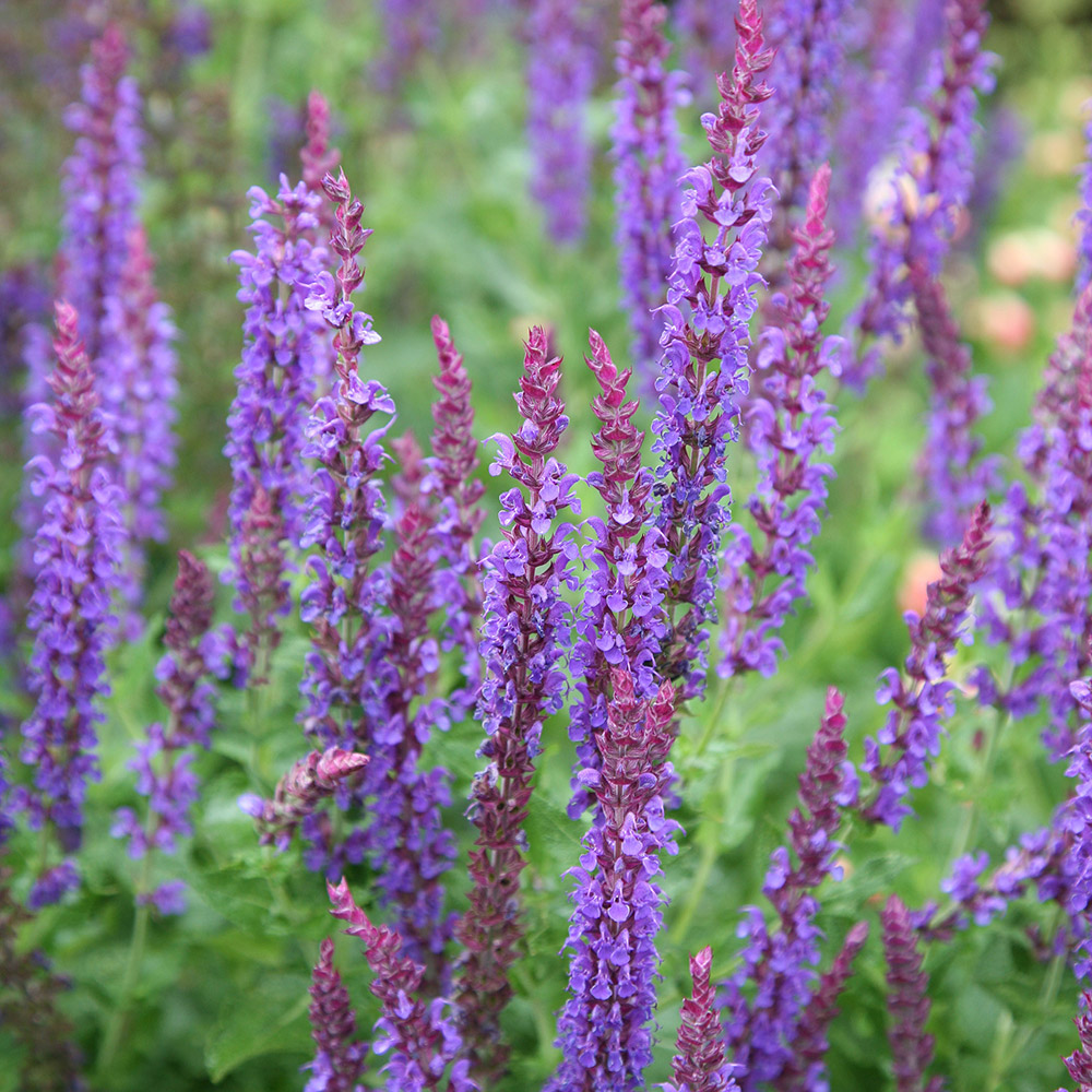 Buy sage (syn. Salvia May Night) Salvia × sylvestris 'Mainacht ...