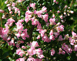 Escallonia aposApple Blossomapos escallonia