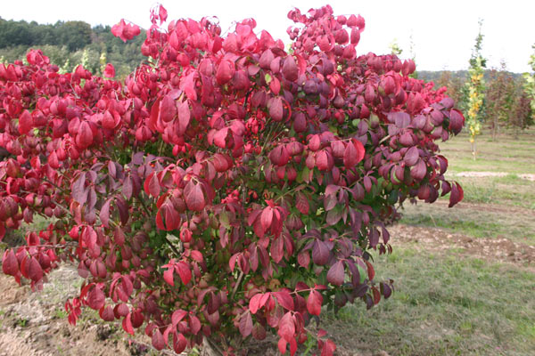 Buy winged spindle / fire bush Euonymus alatus: Delivery by Crocus