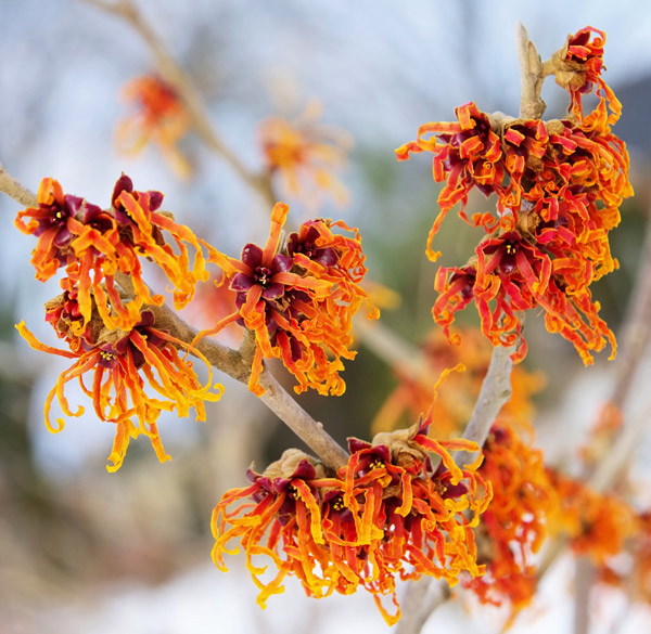 Buy witch hazel Hamamelis × intermedia 'Jelena' Delivery by Waitrose