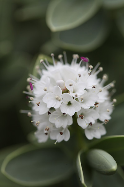 Buy white hebe Hebe albicans: Delivery by Crocus