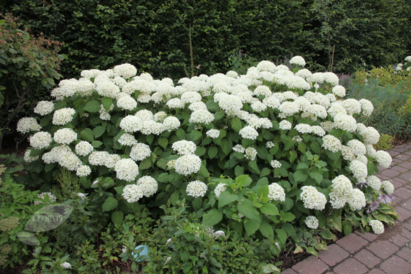Buy sevenbark Hydrangea arborescens 39;Annabelle39;: Delivery by Crocus