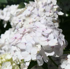 Hydrangea macrophylla Madame Emile Mouillere