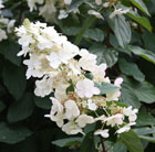 Hydrangea paniculata Grandiflora
