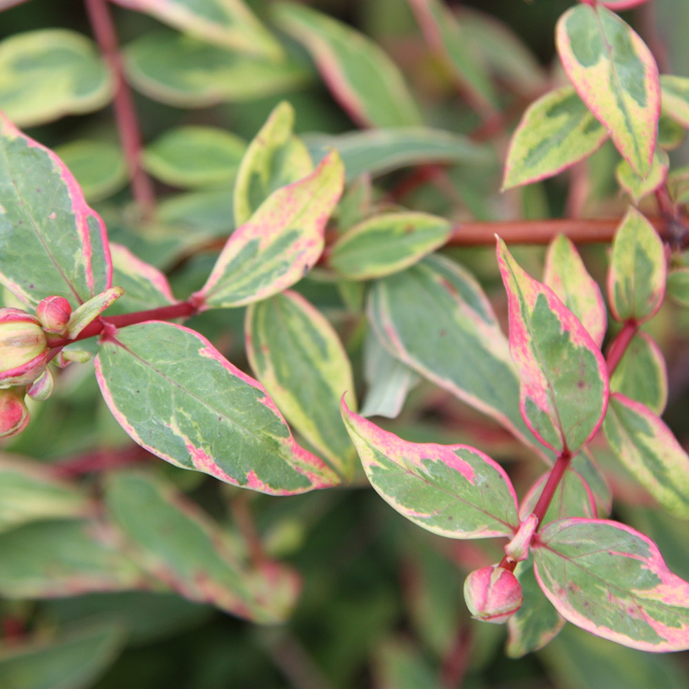 Buy St. John's wort Hypericum × moserianum 'Tricolor' Delivery by Crocus