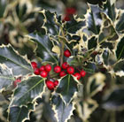 Ilex aquifolium Argentea Marginata