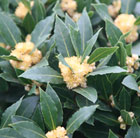 Laurus nobilis