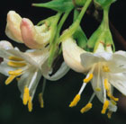 Lonicera fragrantissima