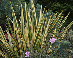Phormium aposApricot Queenapos New Zealand flax