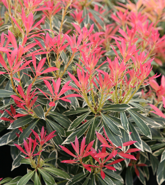 Buy lily-of-the-valley shrub Pieris 'Flaming Silver'
