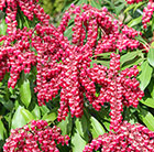 Pieris japonica Valley Valentine