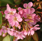 Rhaphiolepis indica Springtime ('Monme')