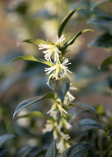 Buy sweet box Sarcococca confusa: Delivery by Waitrose Garden in ...